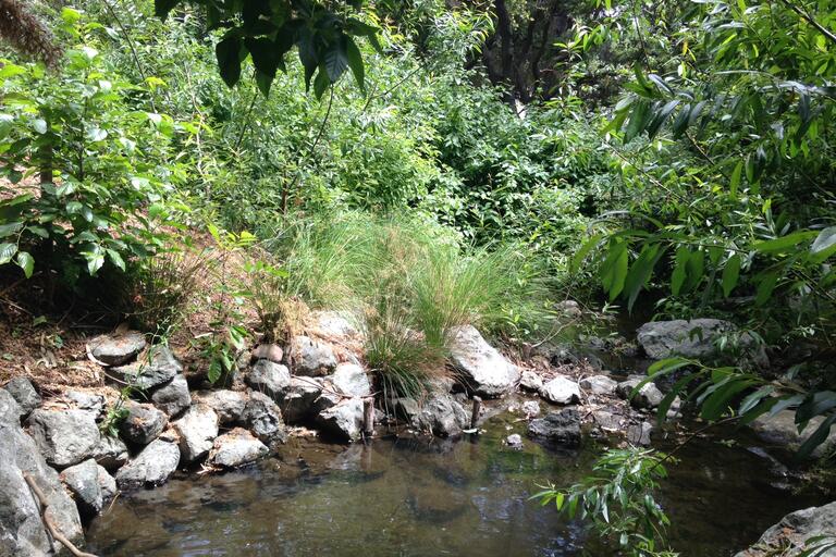 Step pool in Strawberry Creek with boulders and riparian plants