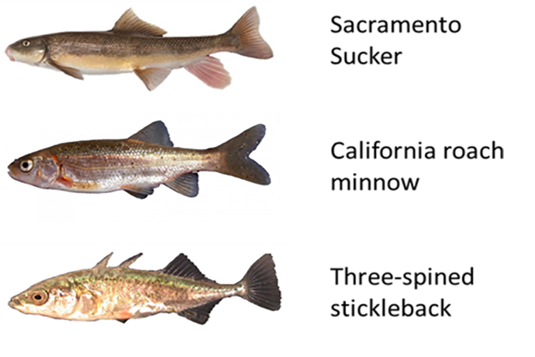 three species of fish