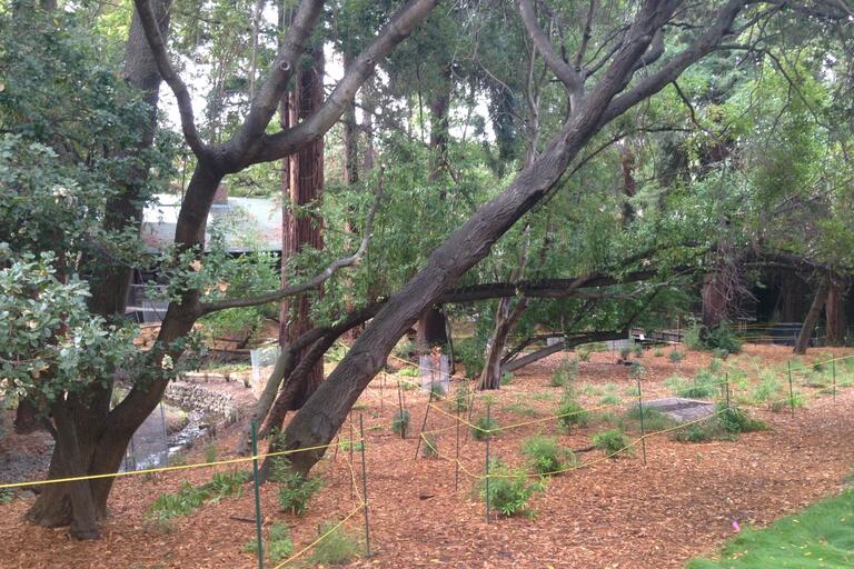 Women's Faculty Club Riparian Vegetation Enhancement Area with newly planted natives protected by netting and fencing