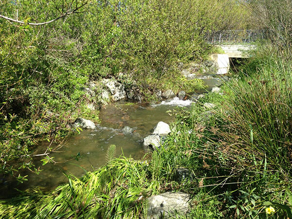 Codornices Creek