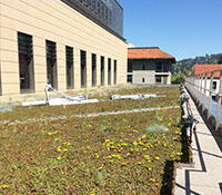 green roof on a building; roof is covered by vegetation