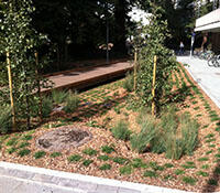 Rain garden with small plants, two trees, surrounded by mulch