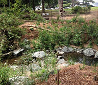 Stream buffer, a natural area adjacent the creek remains free of ­devel­opment