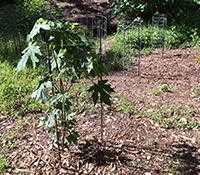 Young newly planted native trees protected by chicken wire