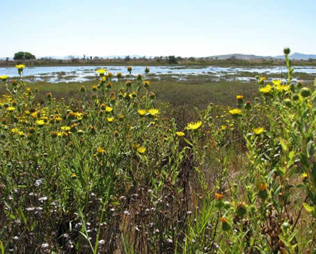 Field of flowering prairie